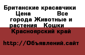 Британские красавчики › Цена ­ 35 000 - Все города Животные и растения » Кошки   . Красноярский край